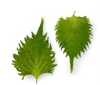 Shiso blader grønn